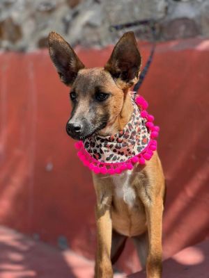 Name Fern Sex Female Age 9 months Breed Belgian Malinois Mix Size Medium Color Honey and Black