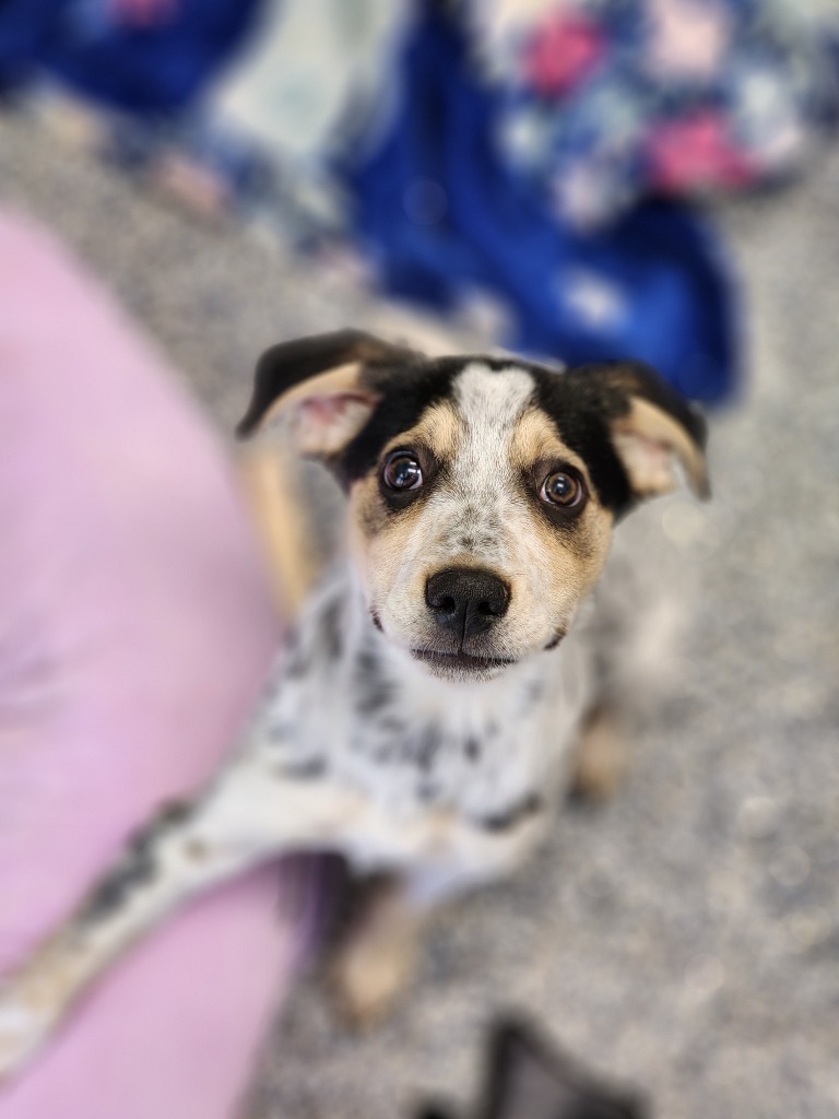 Bella