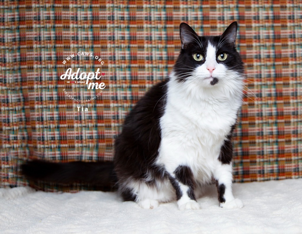 Tia, an adoptable Domestic Long Hair in Salt Lake City, UT, 84117 | Photo Image 1