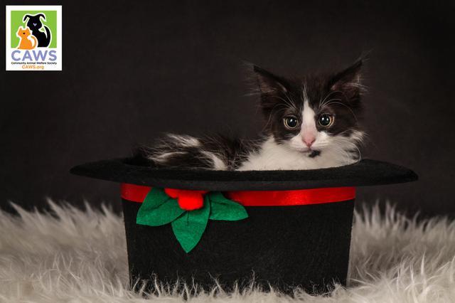 Tia, an adoptable Domestic Long Hair in Salt Lake City, UT, 84117 | Photo Image 2