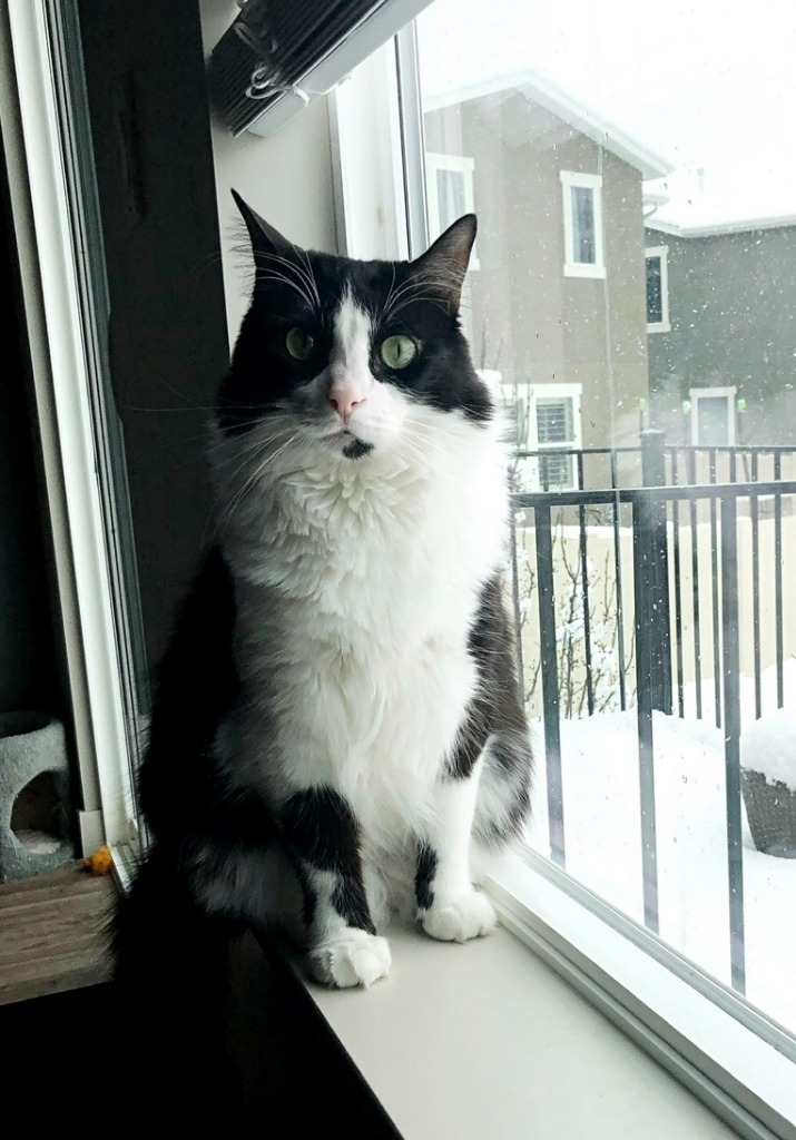 Tia, an adoptable Domestic Long Hair in Salt Lake City, UT, 84117 | Photo Image 3