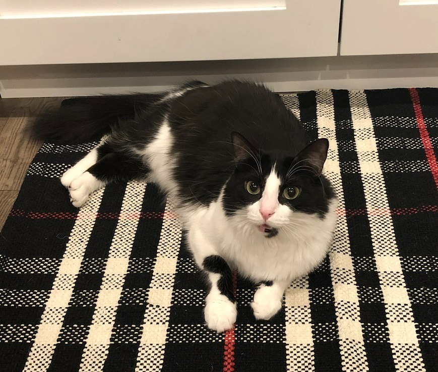 Tia, an adoptable Domestic Long Hair in Salt Lake City, UT, 84117 | Photo Image 4