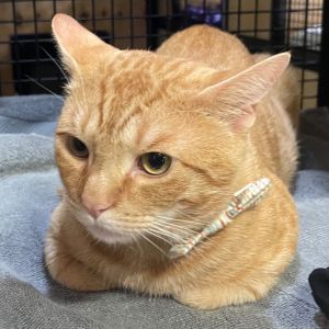 Dapper Charles was apprehended in the Bronx where he was going from store to store trying to get a 