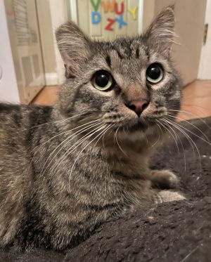 Hello my name is Mortimer Morty for short I am a wonderful kitty who needs a loving forever home 