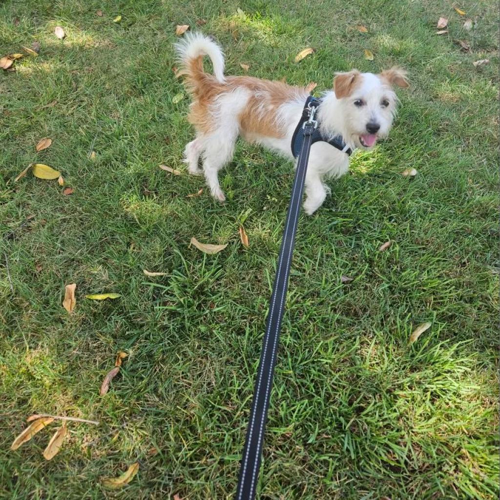 Benji