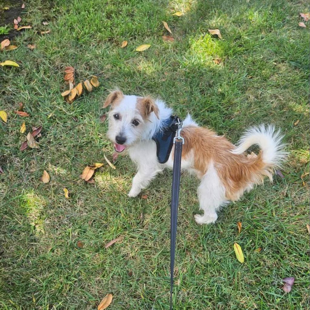 Benji