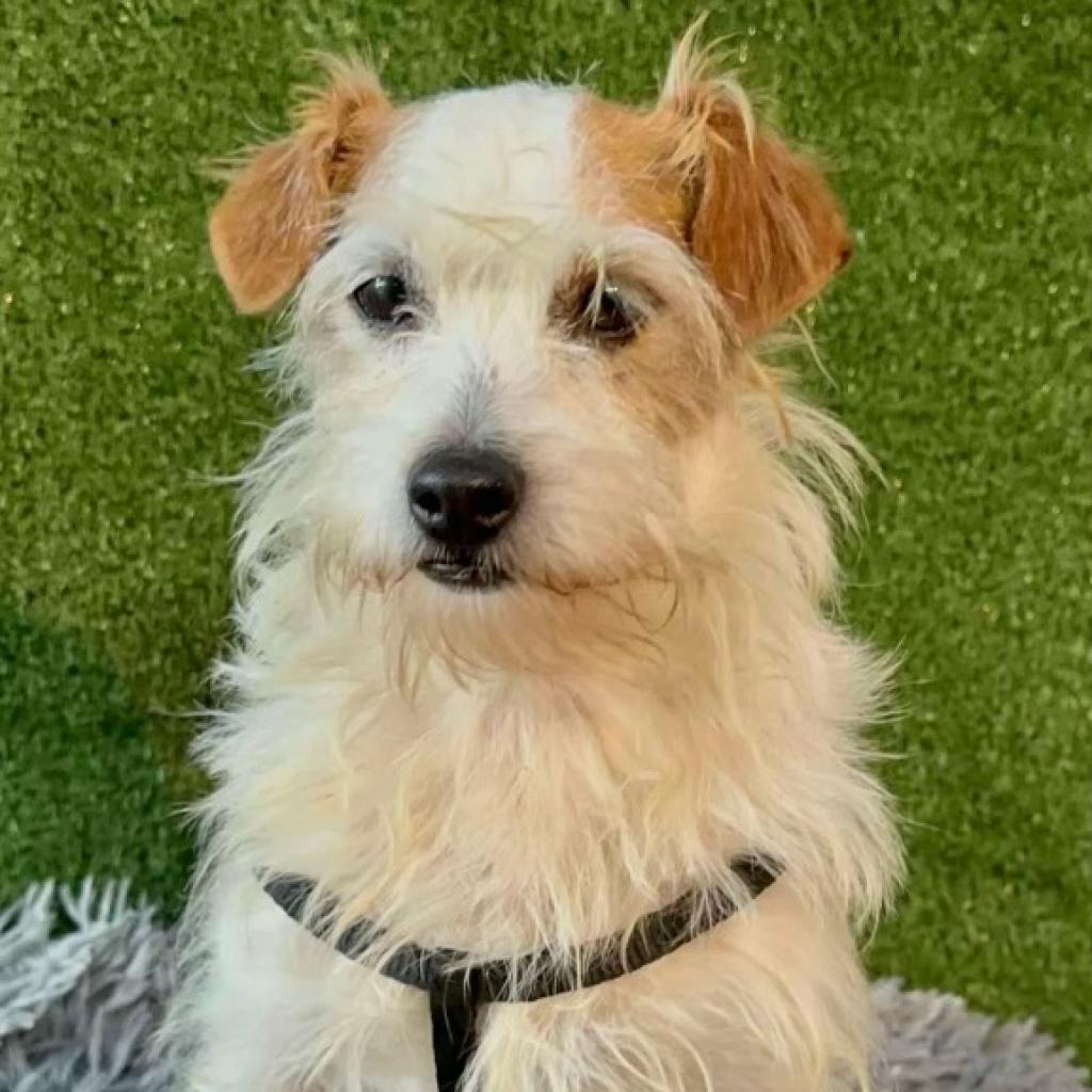 Benji