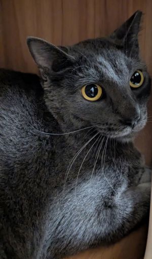 Marinara, Young Female unknown