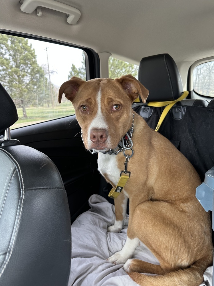 Duke, an adoptable Mixed Breed in Rapid City, SD, 57702 | Photo Image 1