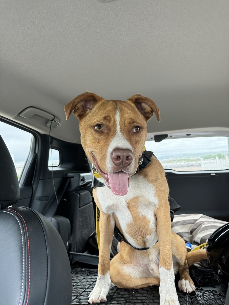 Duke, an adoptable Mixed Breed in Rapid City, SD, 57702 | Photo Image 1