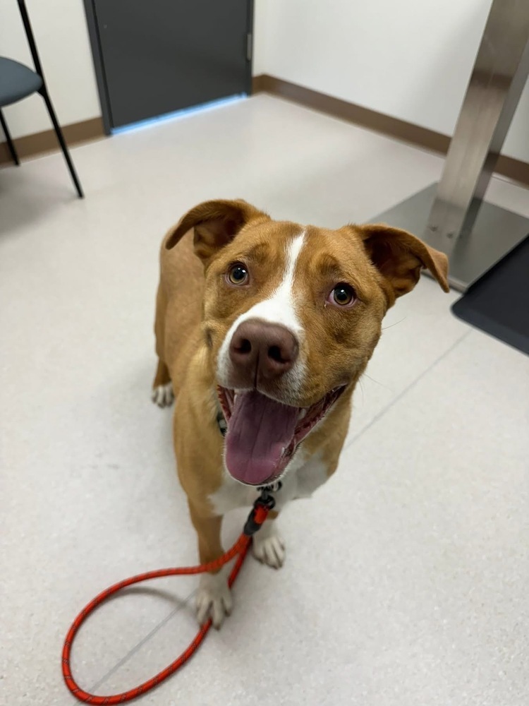 Duke, an adoptable Mixed Breed in Rapid City, SD, 57702 | Photo Image 2