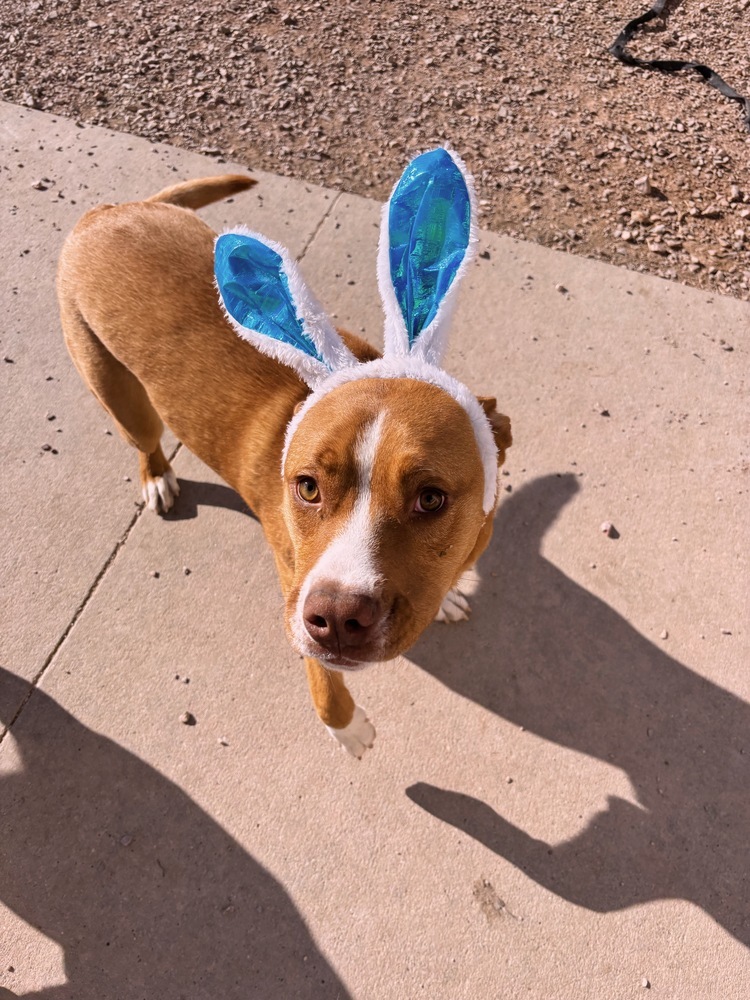Duke, an adoptable Mixed Breed in Rapid City, SD, 57702 | Photo Image 3