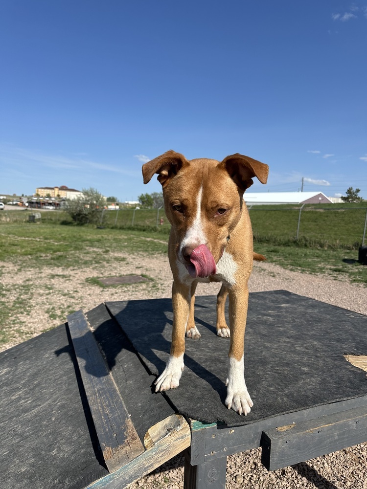 Duke, an adoptable Mixed Breed in Rapid City, SD, 57702 | Photo Image 3