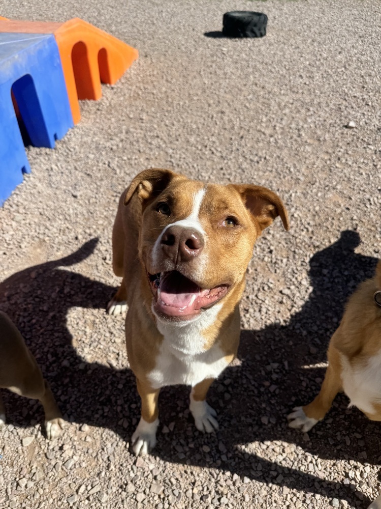 Duke, an adoptable Mixed Breed in Rapid City, SD, 57702 | Photo Image 4