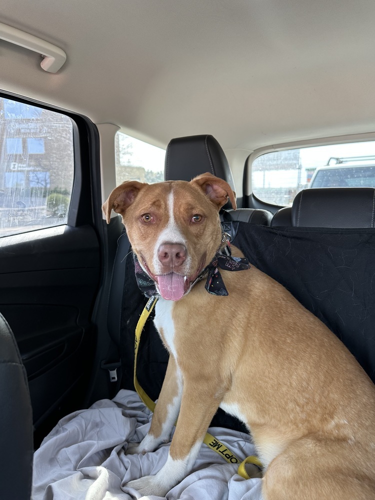 Duke, an adoptable Mixed Breed in Rapid City, SD, 57702 | Photo Image 5