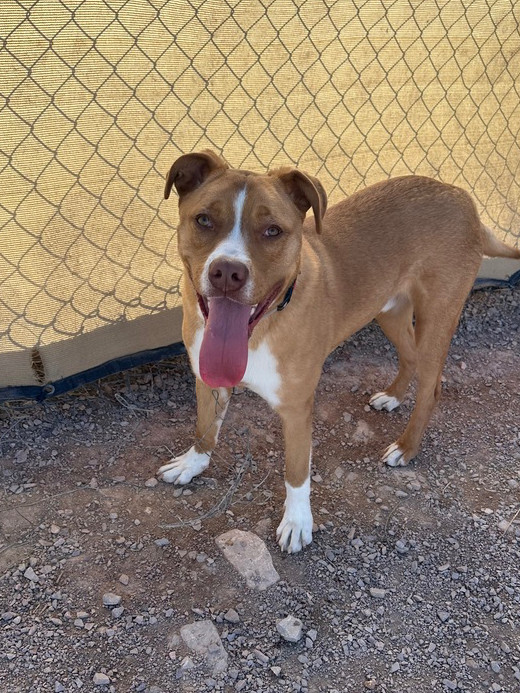Duke, an adoptable Mixed Breed in Rapid City, SD, 57702 | Photo Image 6