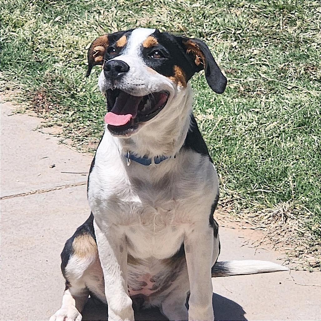 Sophie, an adoptable Mixed Breed in Las Cruces, NM, 88012 | Photo Image 1