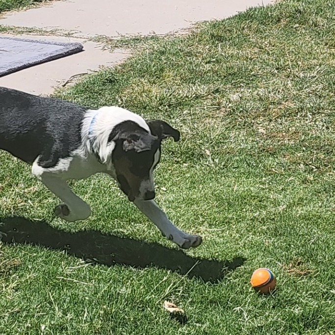 Sophie, an adoptable Mixed Breed in Las Cruces, NM, 88012 | Photo Image 3