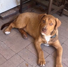Pup Maddox