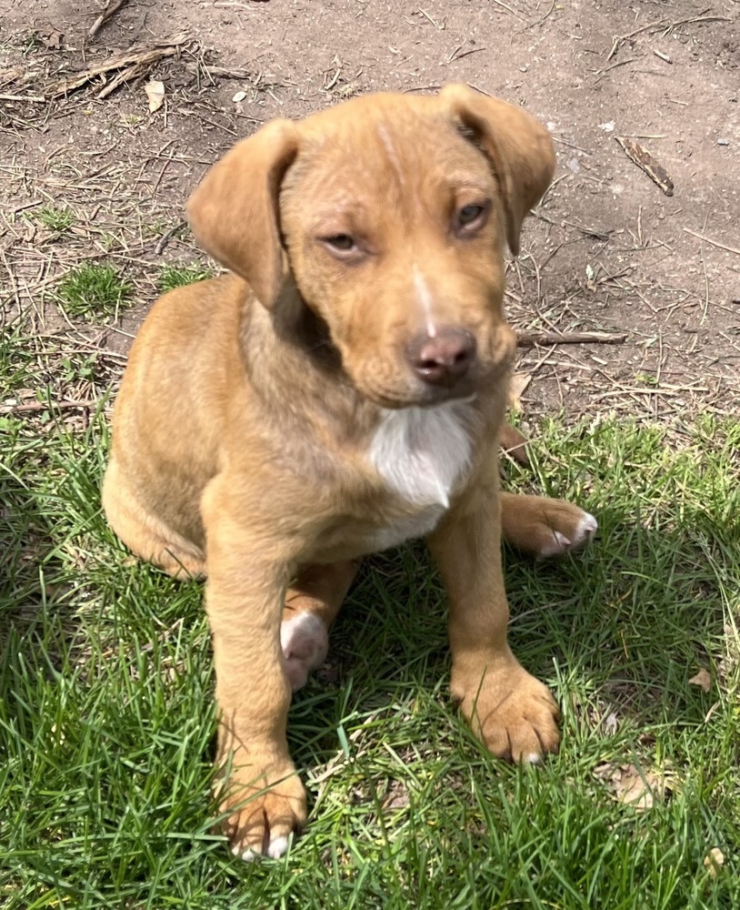Pup Maddox