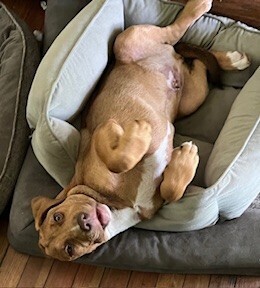 Pup Maddox