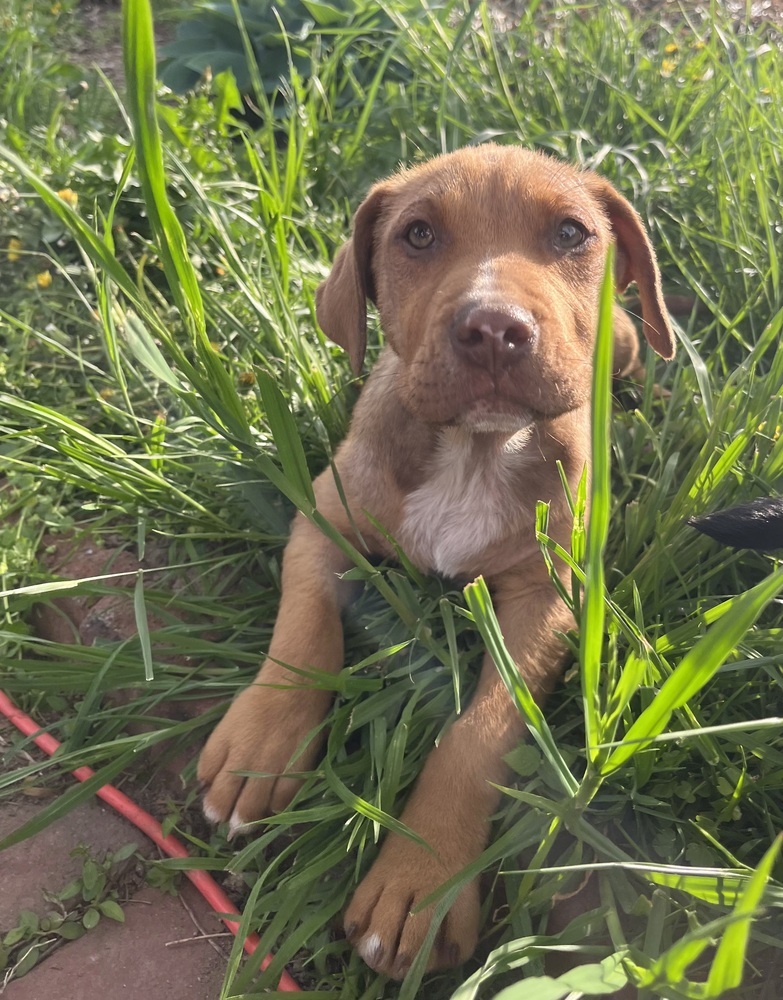 Pup Maddox