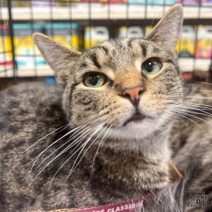 Ulrich, Young Male Domestic Short Hair