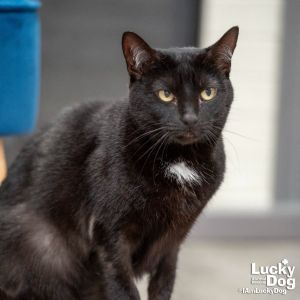 Nighthawk, Adult Female Domestic Short Hair