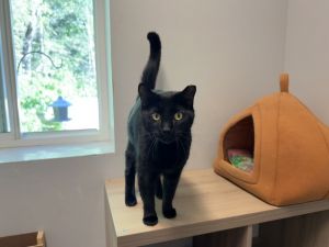 Negi (bonded with Vivi), Adult Female Domestic Short Hair