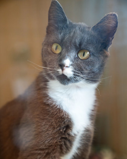 Clawdia, an adoptable Domestic Short Hair in Pequot Lakes, MN, 56472 | Photo Image 1