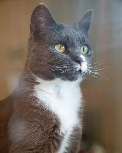 Clawdia, an adoptable Domestic Short Hair in Pequot Lakes, MN, 56472 | Photo Image 2