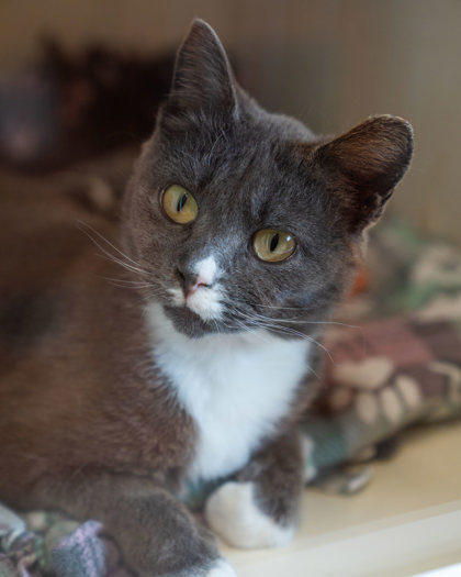 Clawdia, an adoptable Domestic Short Hair in Pequot Lakes, MN, 56472 | Photo Image 3