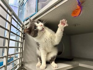 This pet needs emergency placement Please click here to go to our emergency placement page for more