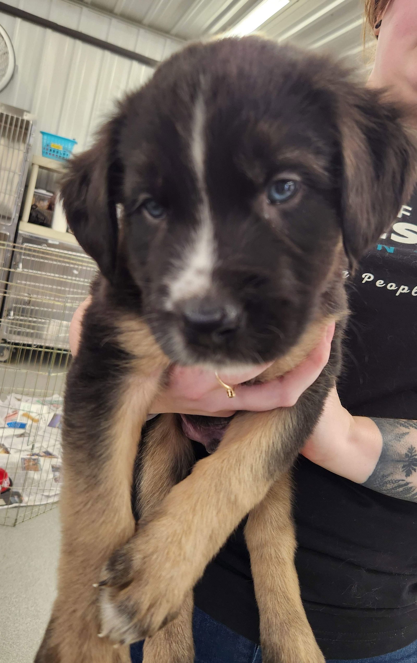 Kobuk, an adoptable Shepherd, Husky in Duluth, MN, 55802 | Photo Image 1
