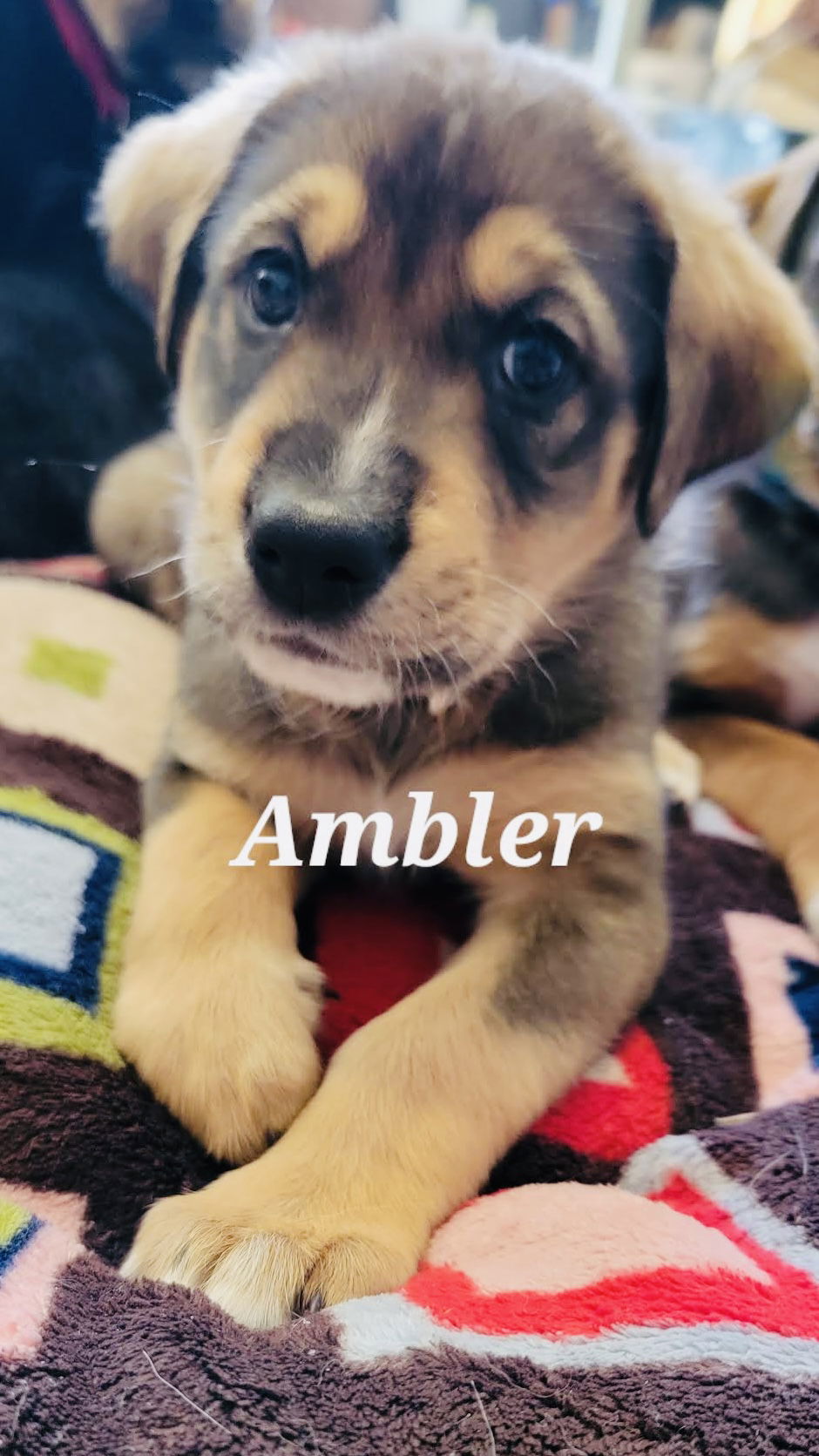 Ambler, an adoptable Shepherd, Husky in Duluth, MN, 55802 | Photo Image 1