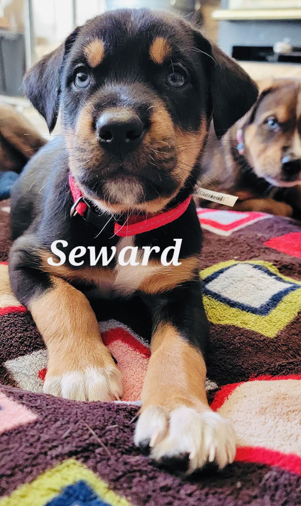 seward, an adoptable Shepherd, Husky in Duluth, MN, 55802 | Photo Image 1