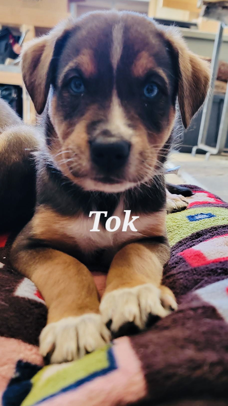 Tok, an adoptable Shepherd, Husky in Duluth, MN, 55802 | Photo Image 1