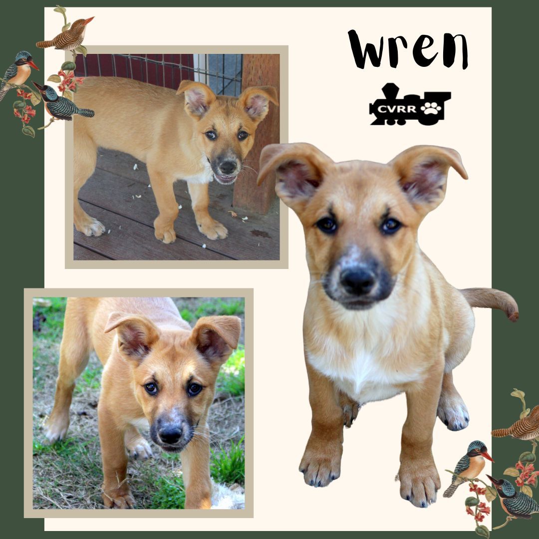 Wren (Puppy)