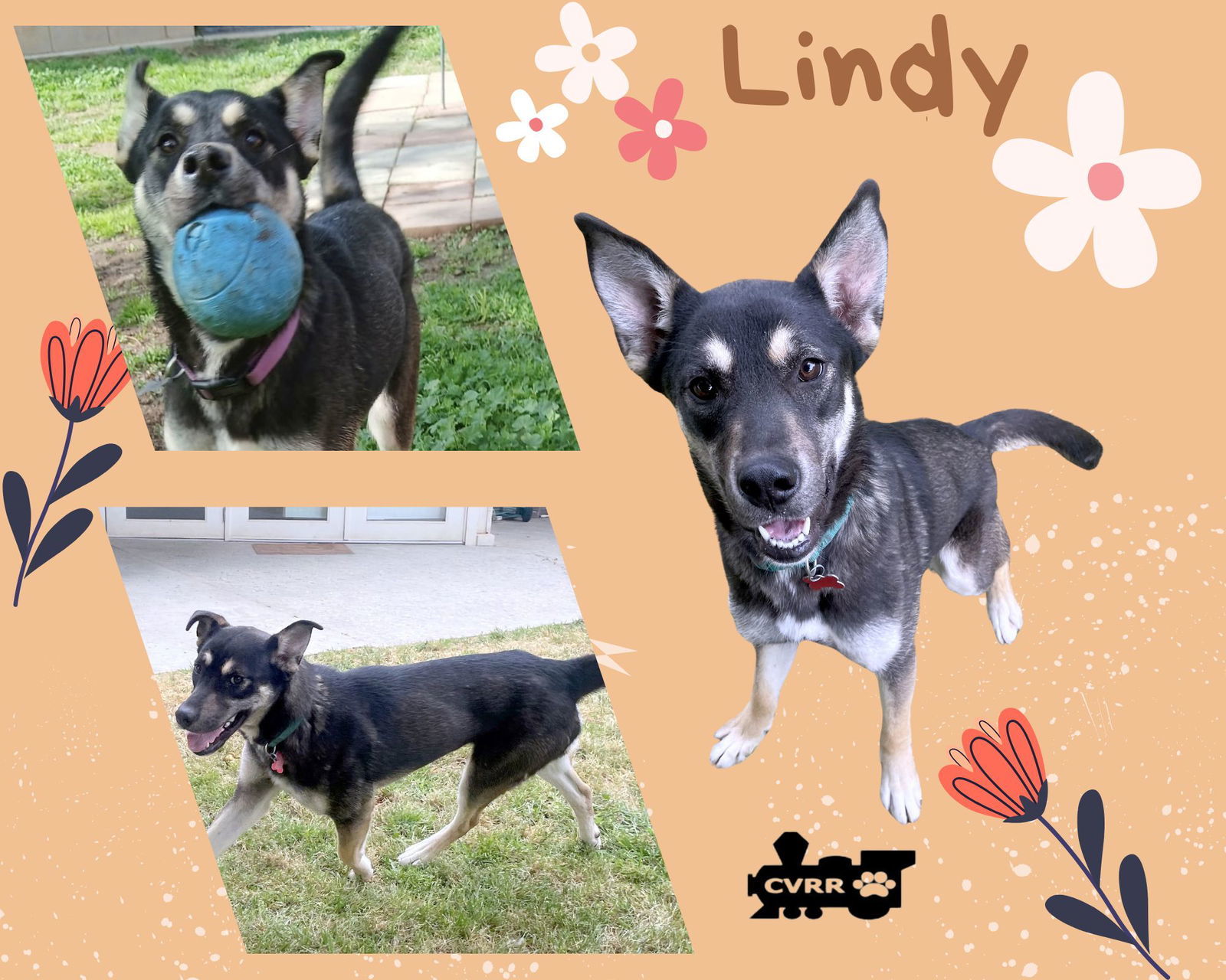 Lindy
