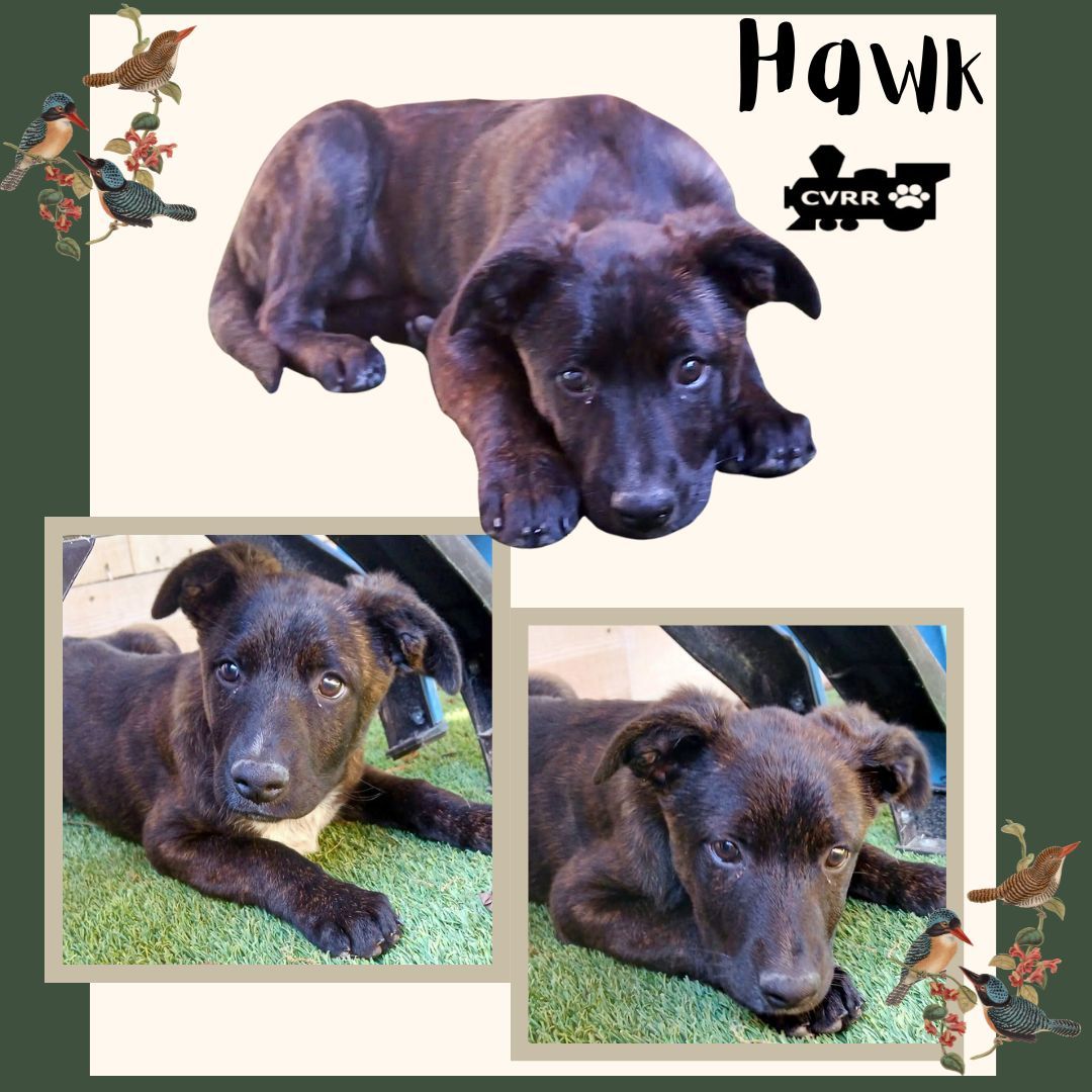 Hawk (Puppy)