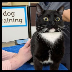 Bruce here reporting for duty and cuddles My main mission in life is to get all the pets all the