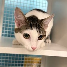 I am a very sweet girl who loves to play and cuddle with you I like to sun bathe to