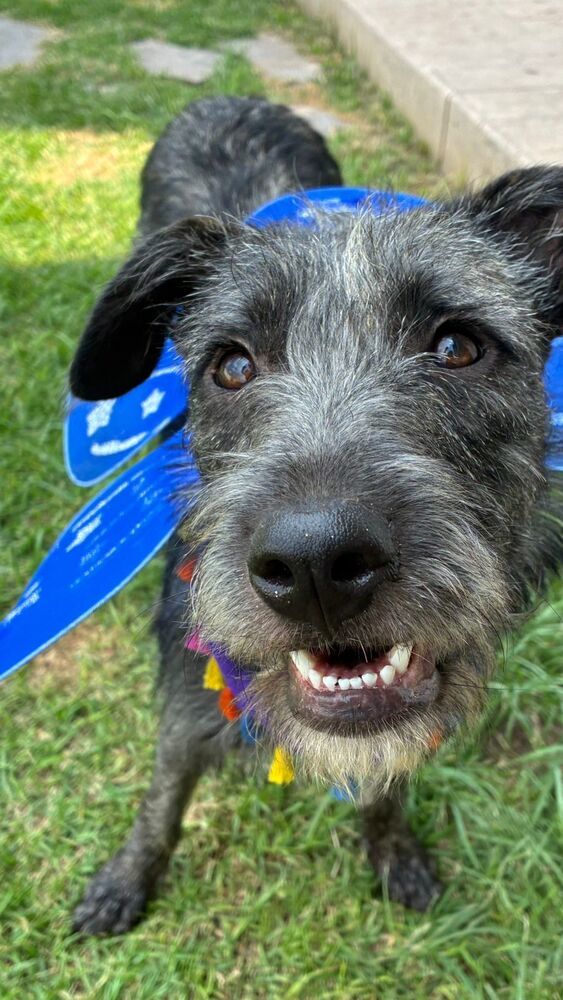PERLITA, an adoptable German Shorthaired Pointer in Langley, BC, V2Y 3K1 | Photo Image 1