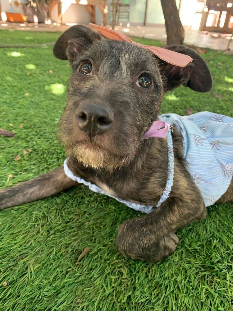 PERLITA, an adoptable German Shorthaired Pointer in Langley, BC, V2Y 3K1 | Photo Image 2