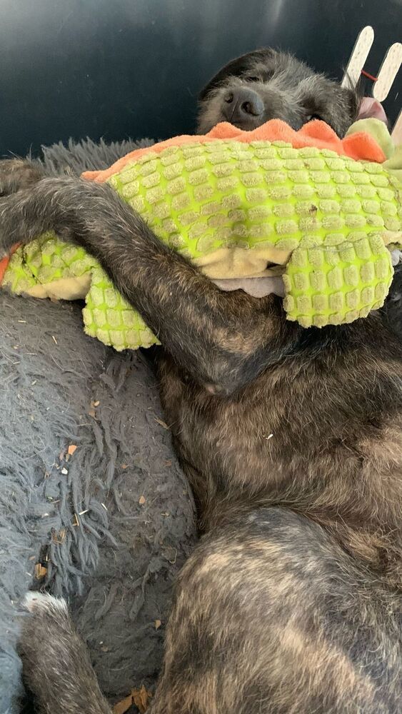 PERLITA, an adoptable German Shorthaired Pointer in Langley, BC, V2Y 3K1 | Photo Image 3