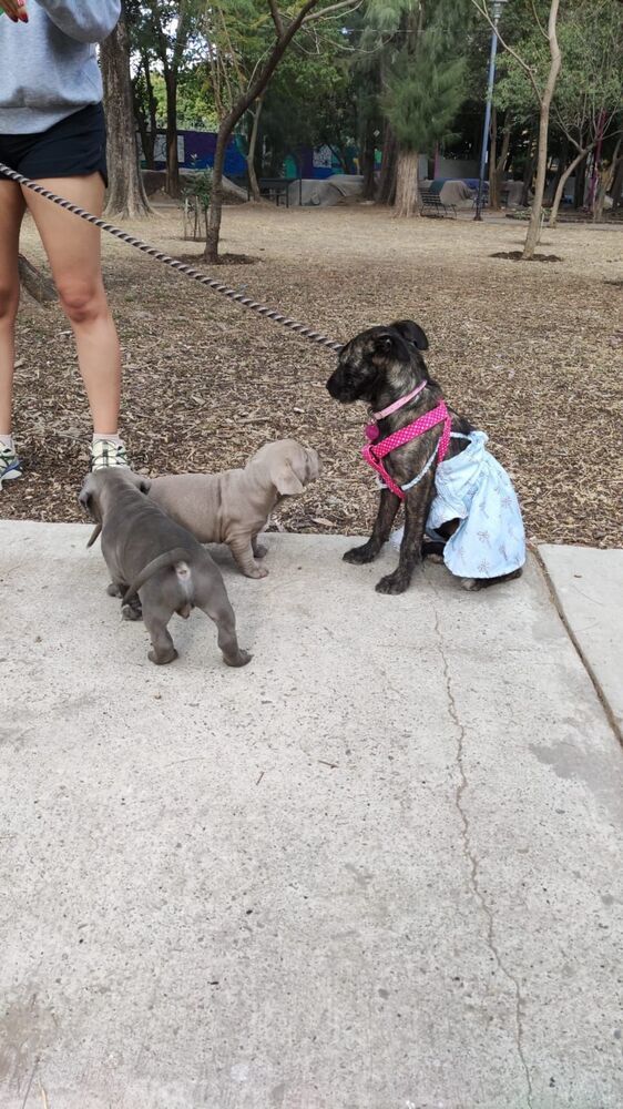 PERLITA, an adoptable German Shorthaired Pointer in Langley, BC, V2Y 3K1 | Photo Image 4