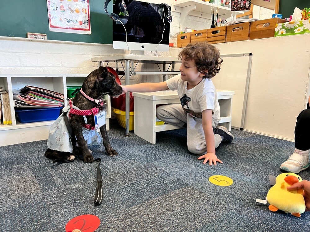 PERLITA, an adoptable German Shorthaired Pointer in Langley, BC, V2Y 3K1 | Photo Image 5