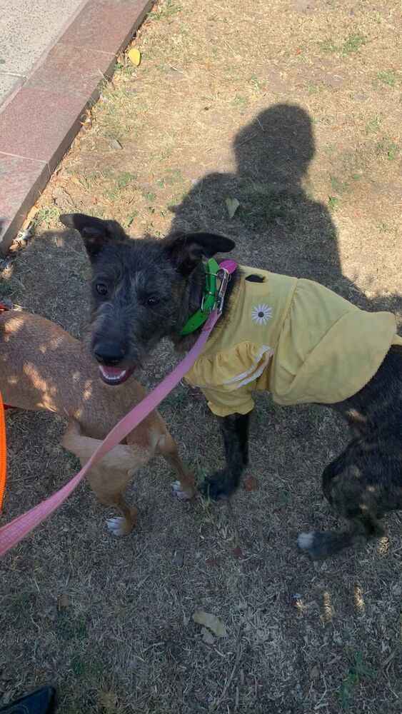 PERLITA, an adoptable German Shorthaired Pointer in Langley, BC, V2Y 3K1 | Photo Image 5