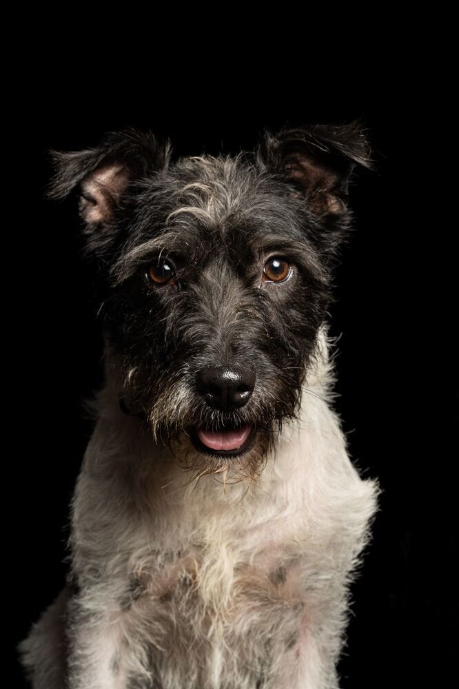 ALEXA, an adoptable Terrier in Langley, BC, V2Y 3K1 | Photo Image 1