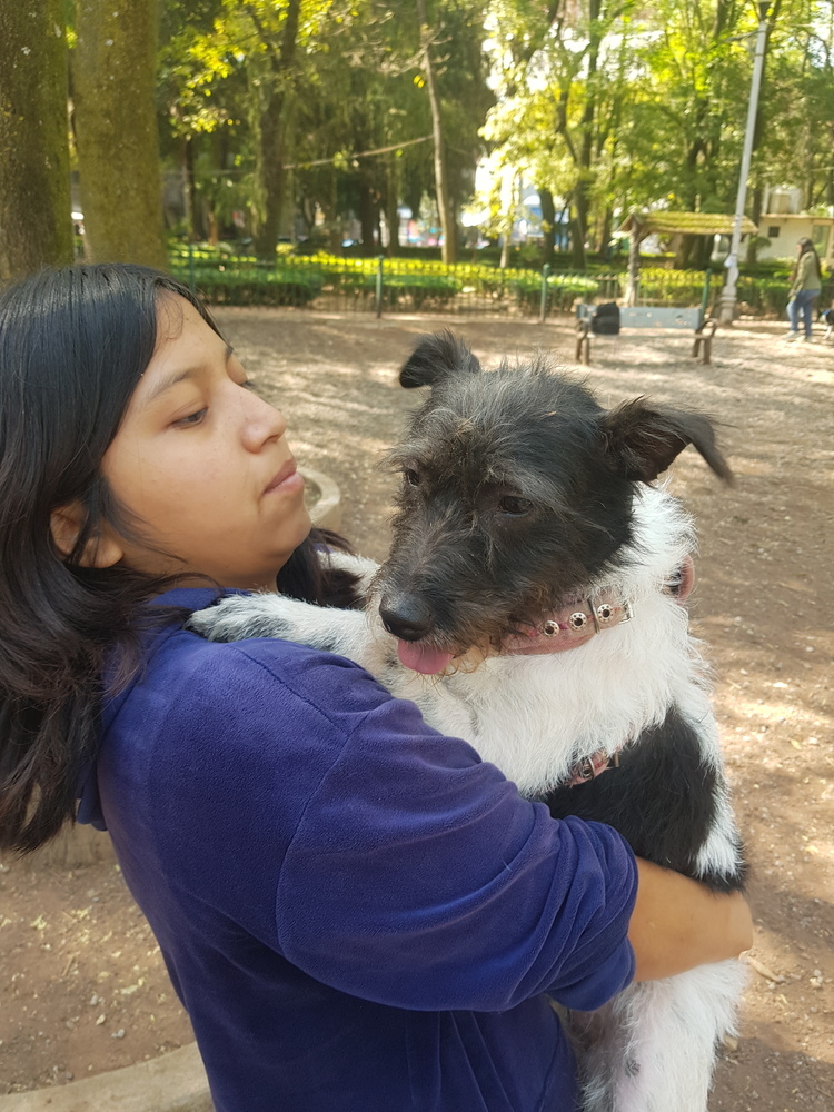 ALEXA, an adoptable Terrier in Langley, BC, V2Y 3K1 | Photo Image 4